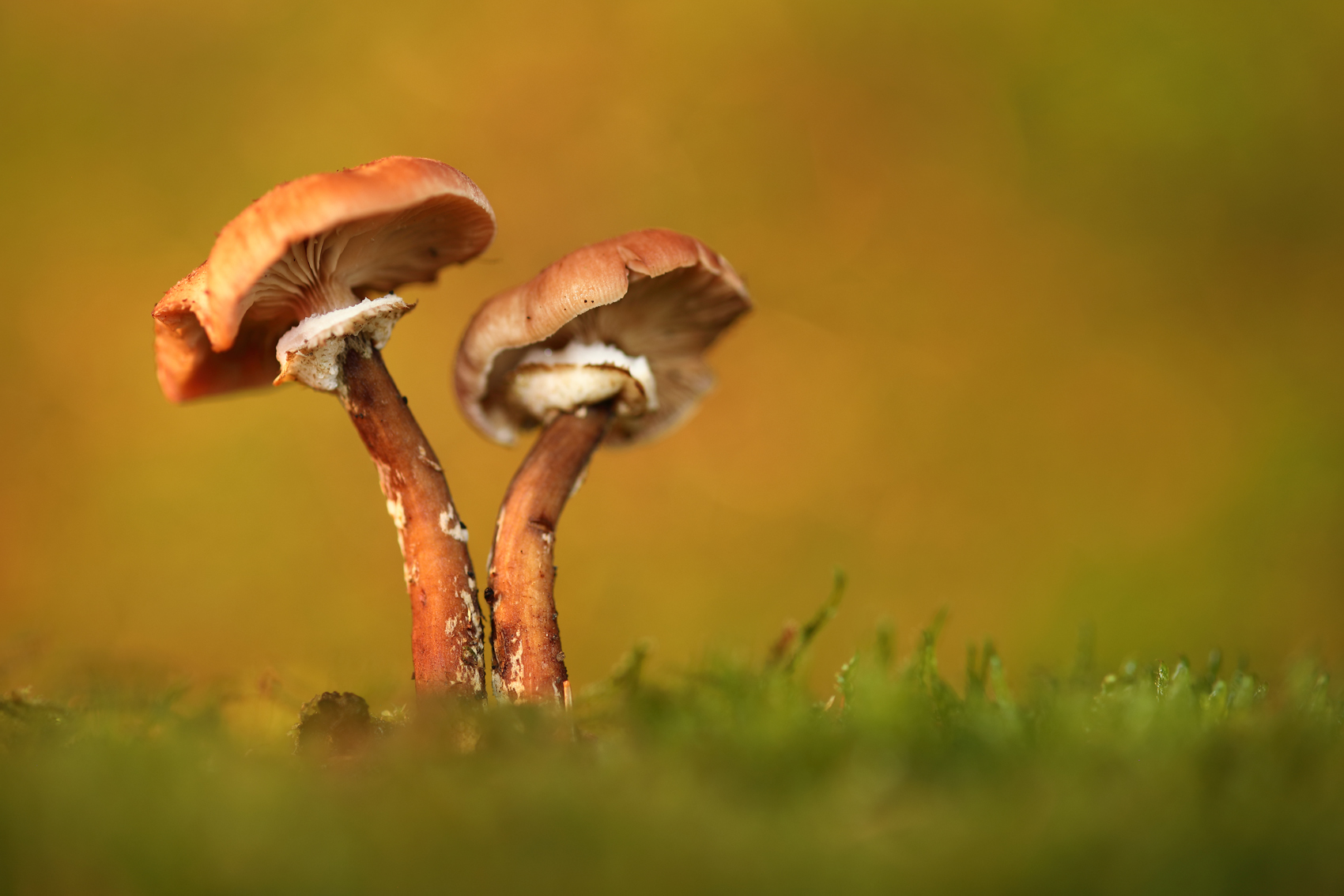 groot en rood